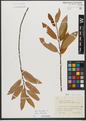 Foto von Salix triandra subsp. triandra L.